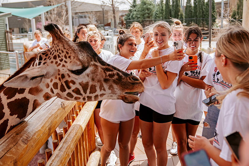 Women smile in delight as their group feeds a giraffe lettuce leaves.